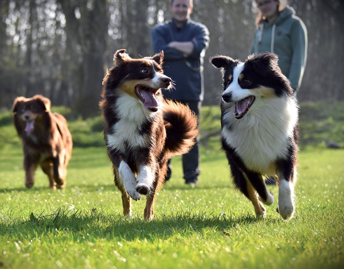 Being able to enjoy watching dogs running off-leash is an important part of the dog walking experience for owners. 