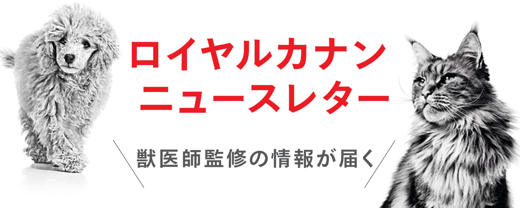 猫用食事療法食 - ロイヤルカナン