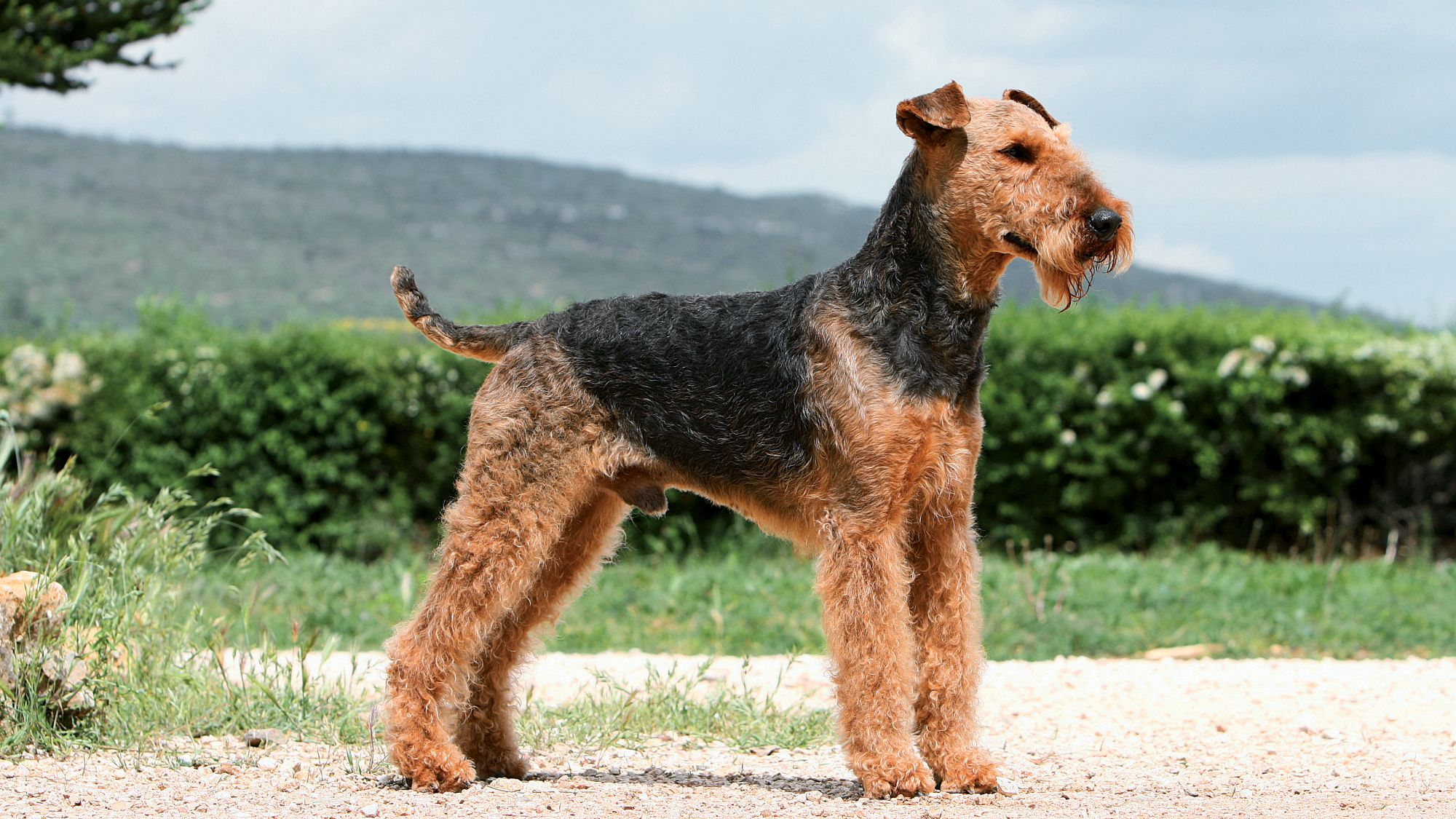 Airedale Terrier standing in front of a bush