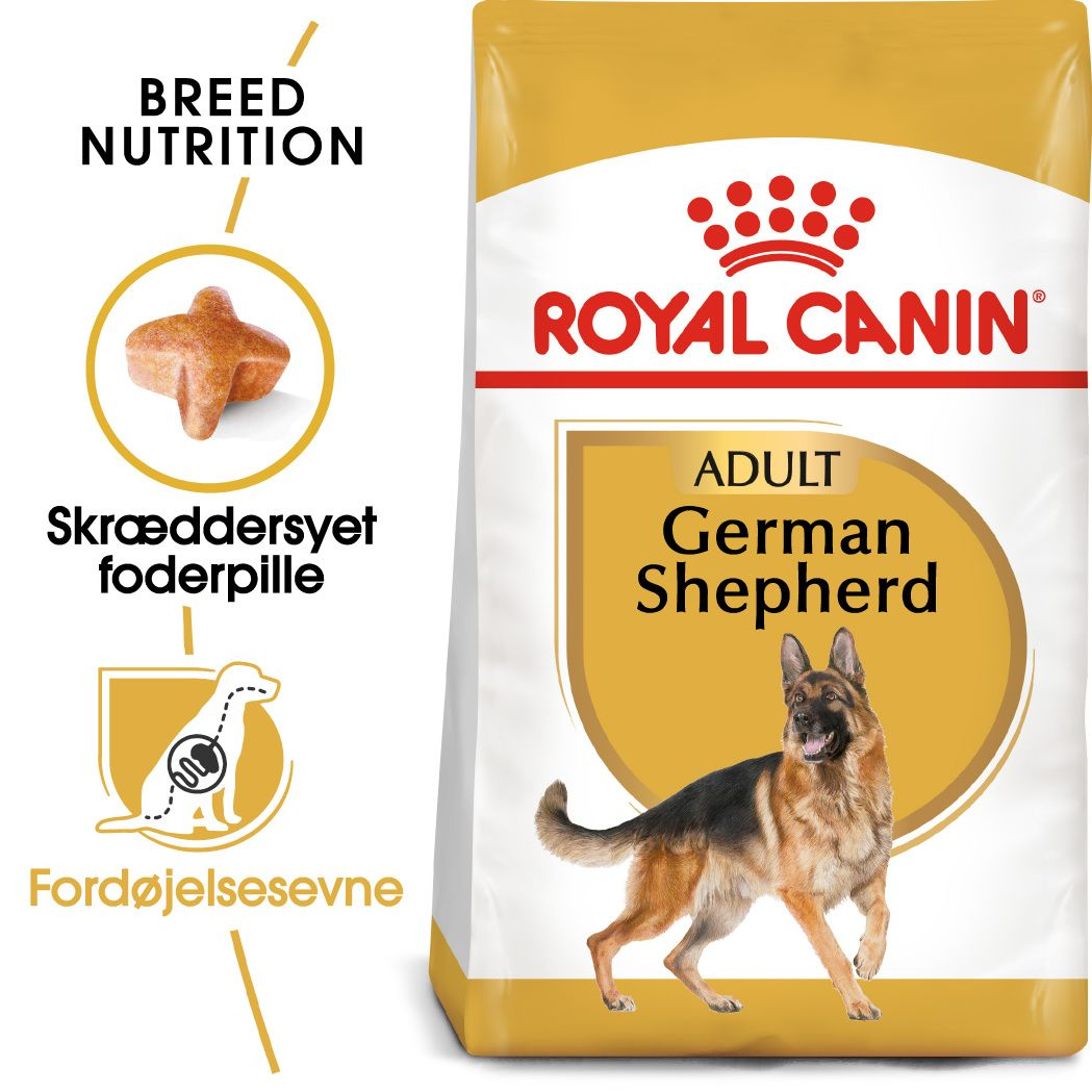 German Shepherd Adult