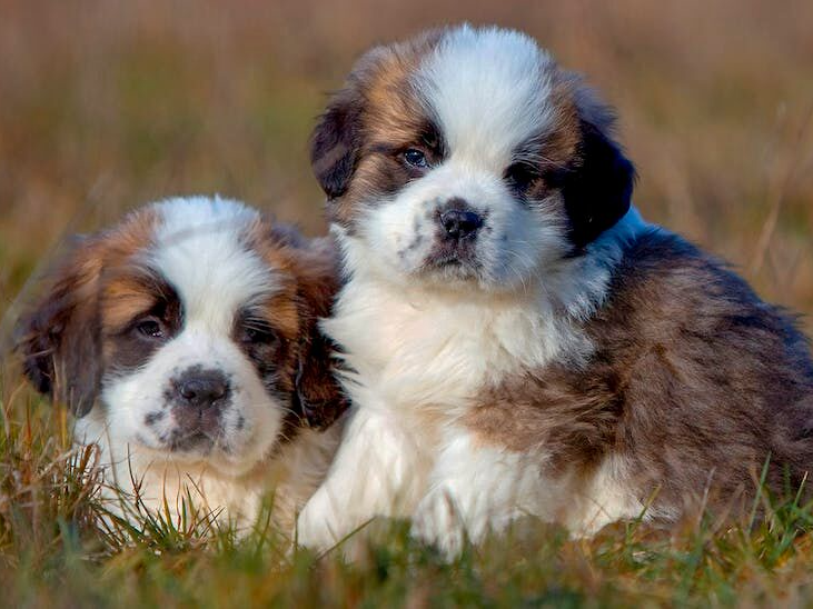 屋外の芝生に座る2匹の子犬