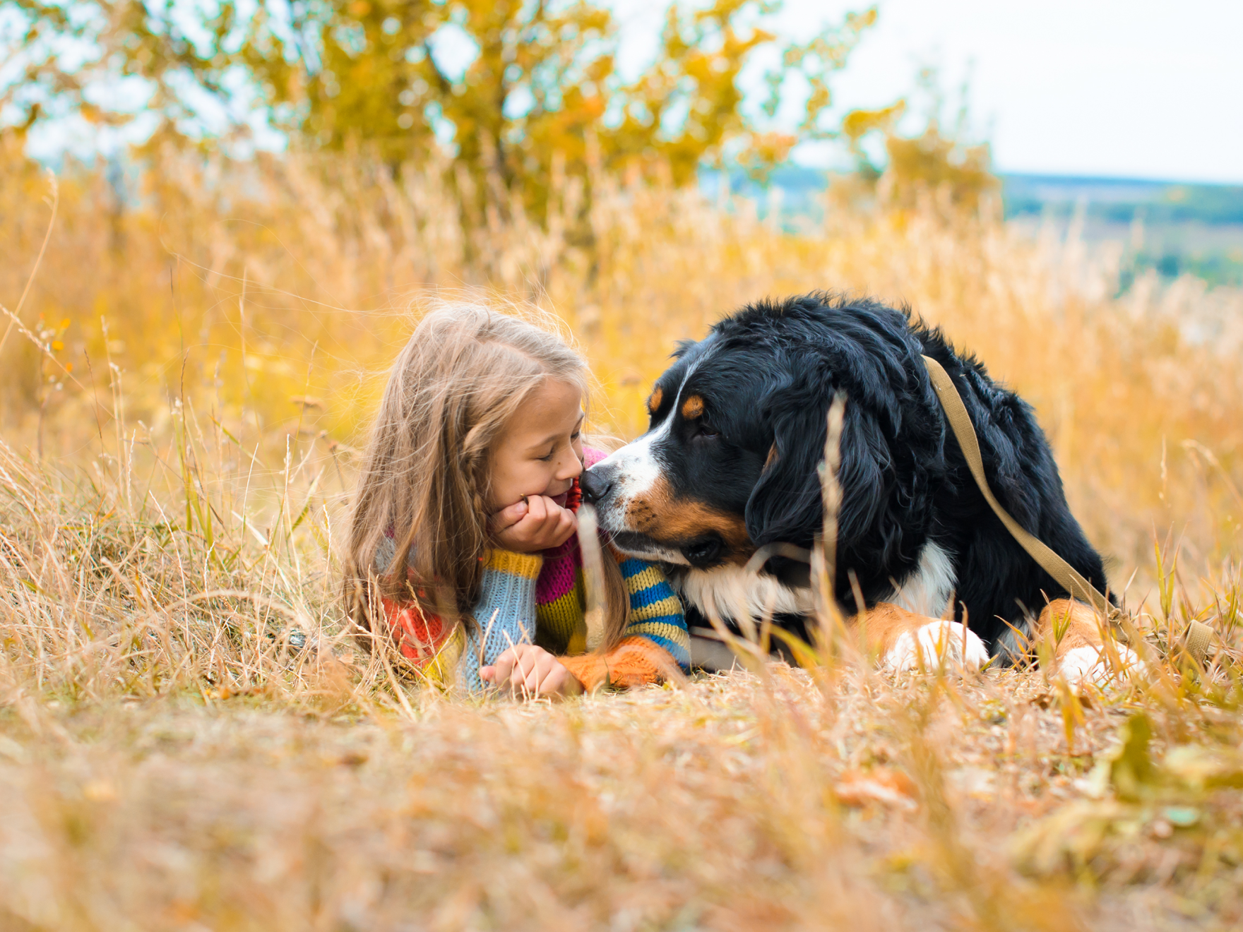 petite fille à côté d'un bouvier bernois en automne