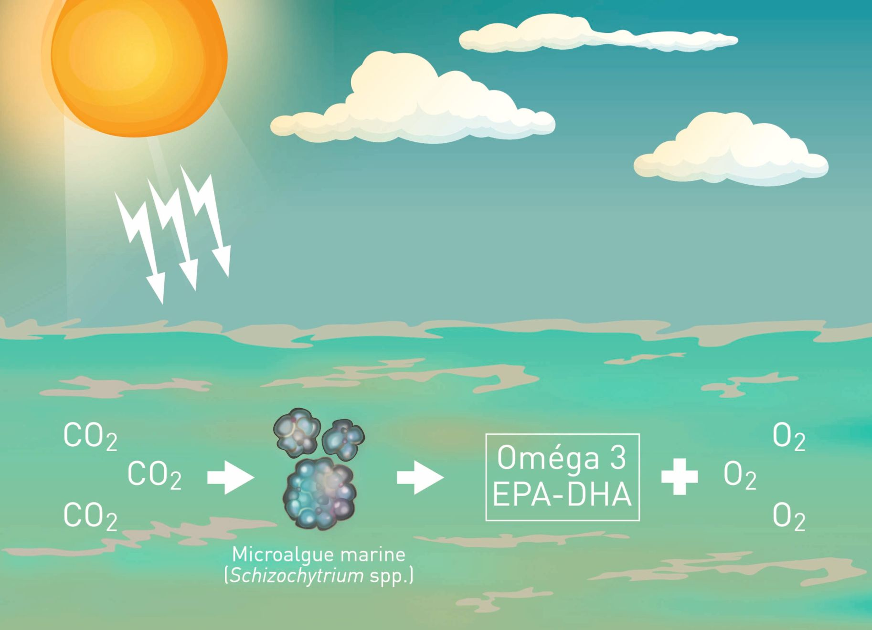 Les algues marines telles que les espèces de Schizochytrium produisent naturellement des acides gras oméga 3 EPA et DHA en utilisant l’énergie de la lumière solaire