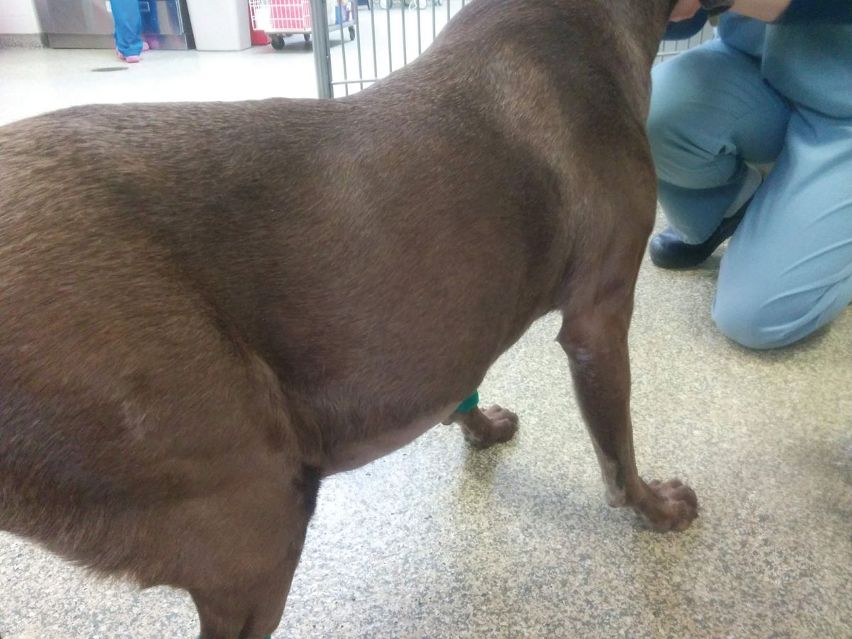 An Overview of Canine Chronic Hepatitis Vet Focus