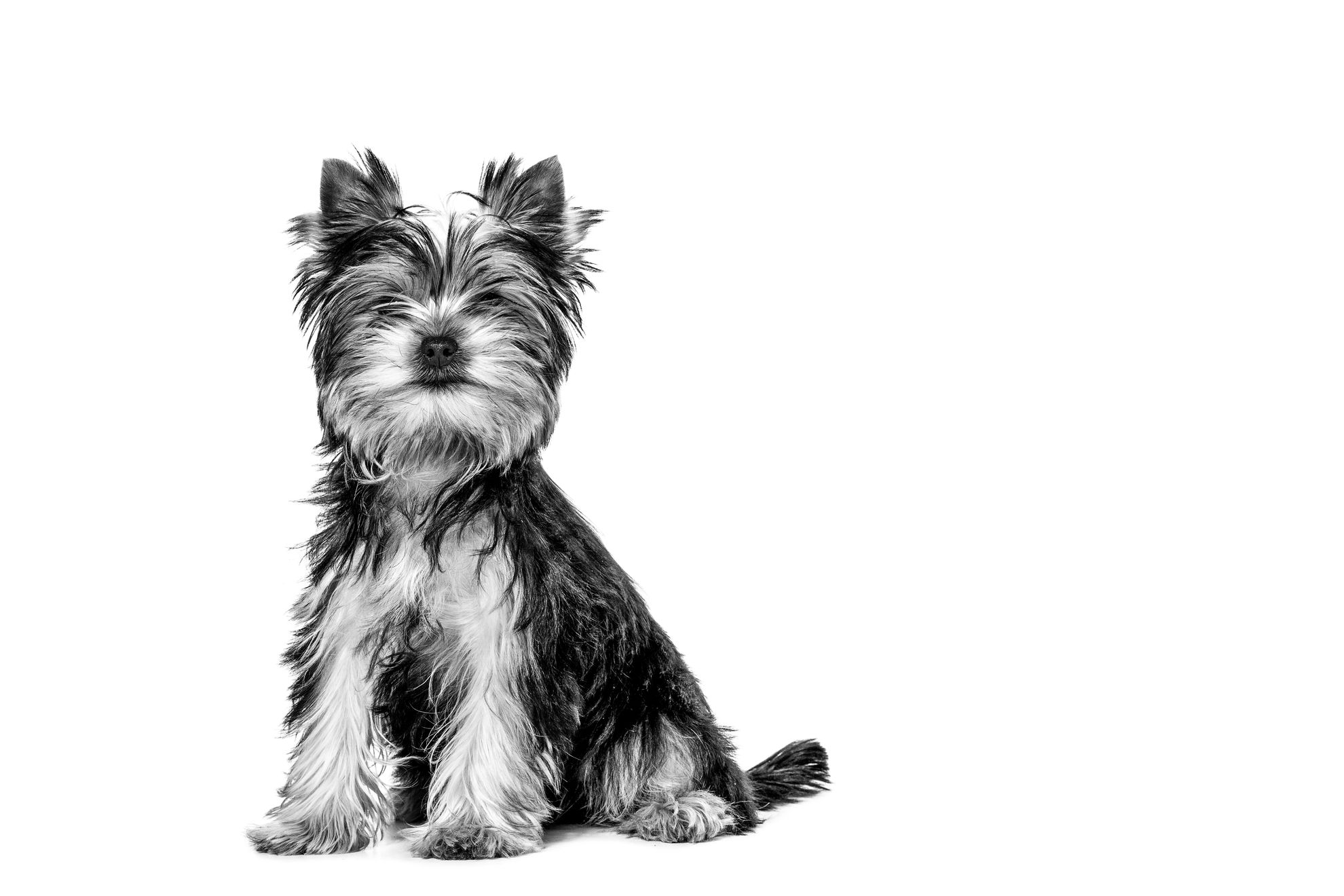 Black and white Yorkshire Terrier puppy sitting