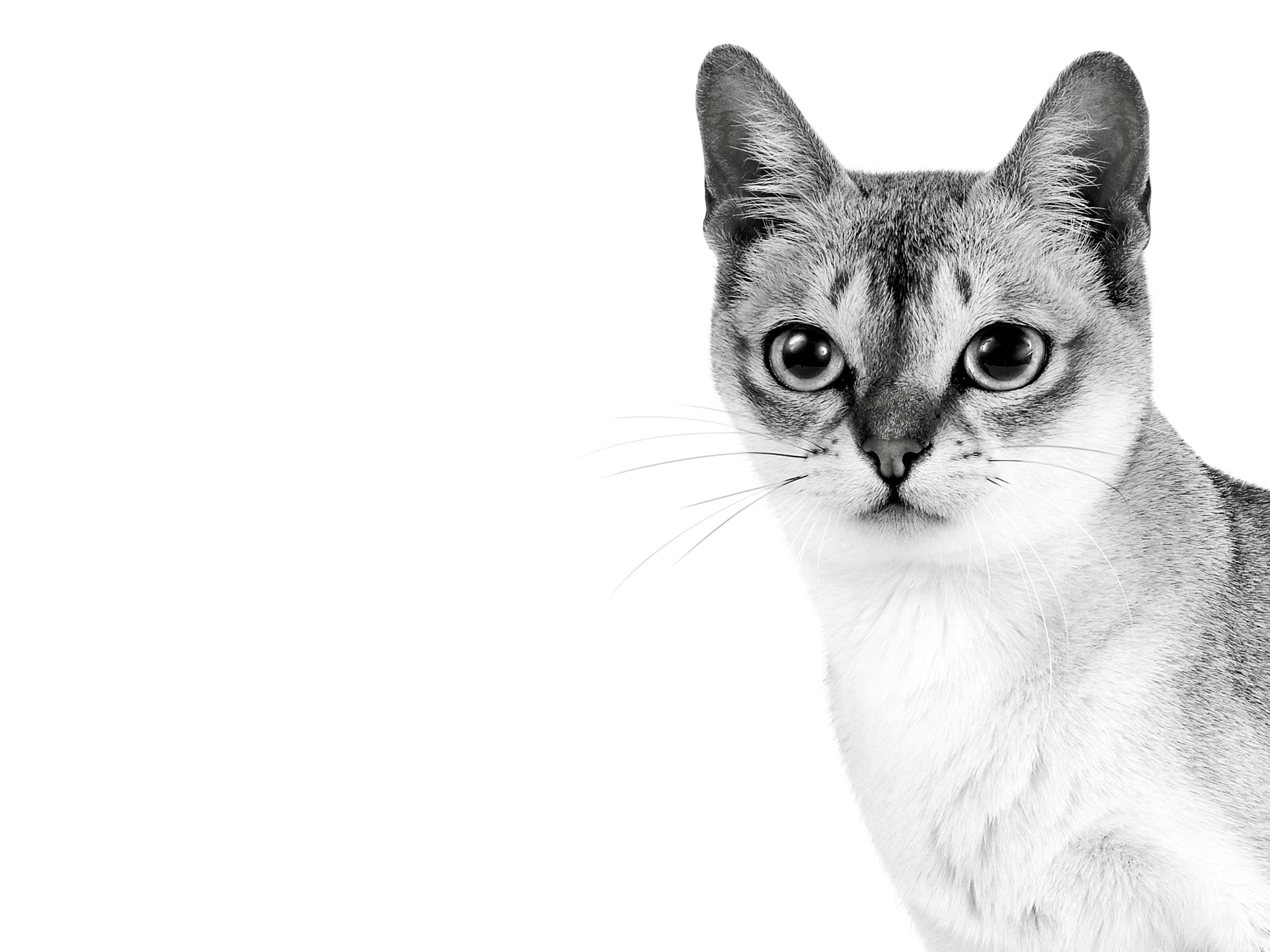 Singapura | Royal Canin