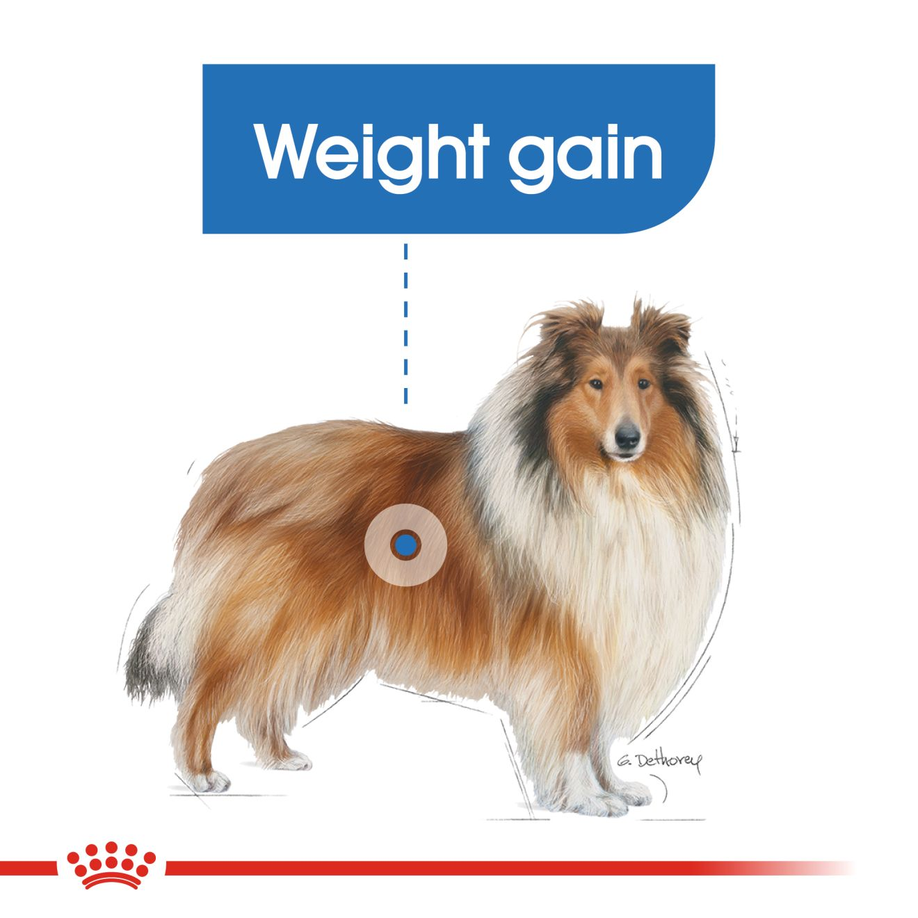 Articulatie Uitvoerbaar andere Maxi Light Weight Care dry | Royal Canin