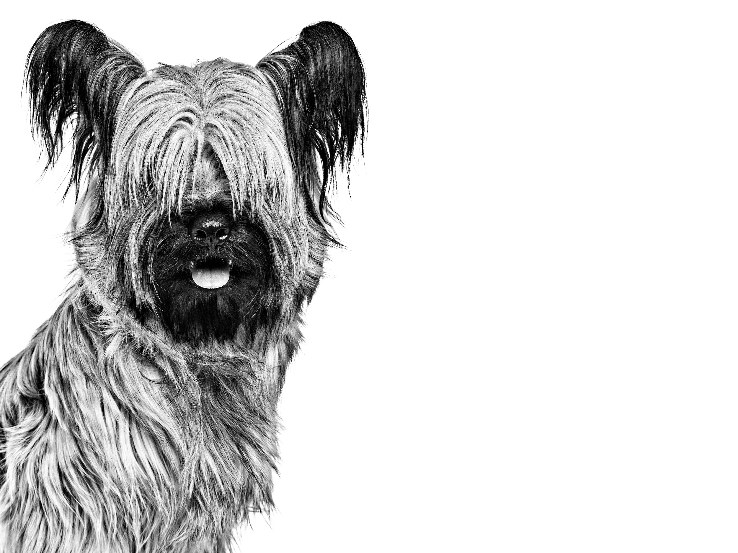 Skye Terrier adulto in bianco e nero