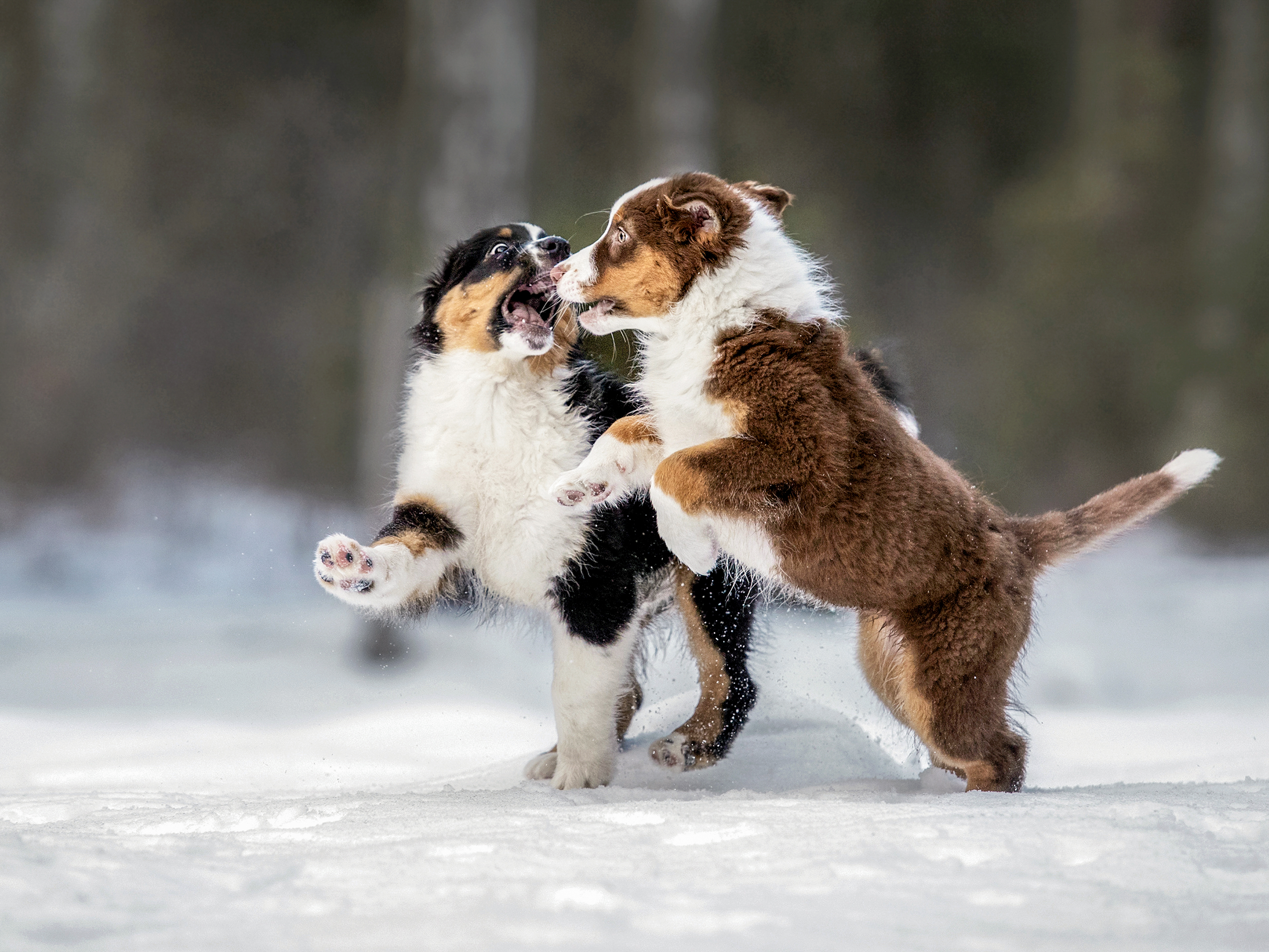 Australian Shepherd puppies playing outside in snow