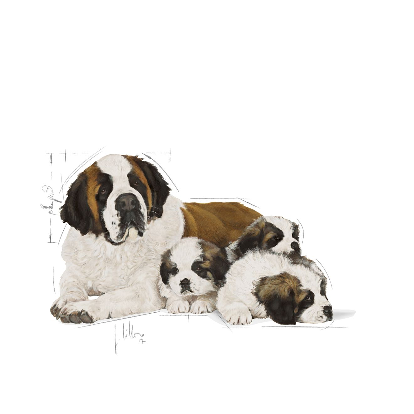 Royal canin clearance for saint bernard