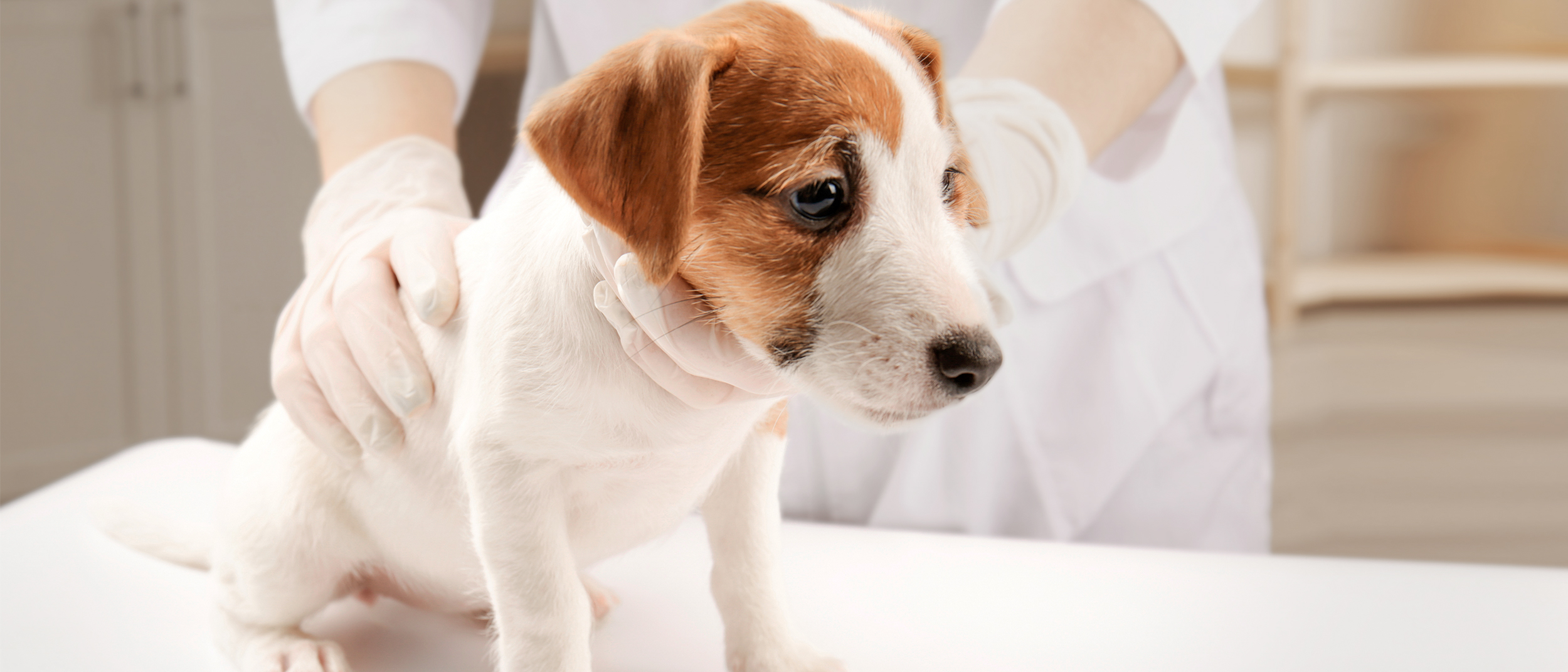 Filhote de Jack Russell sentado em uma mesa de exames em uma clínica veterinária.