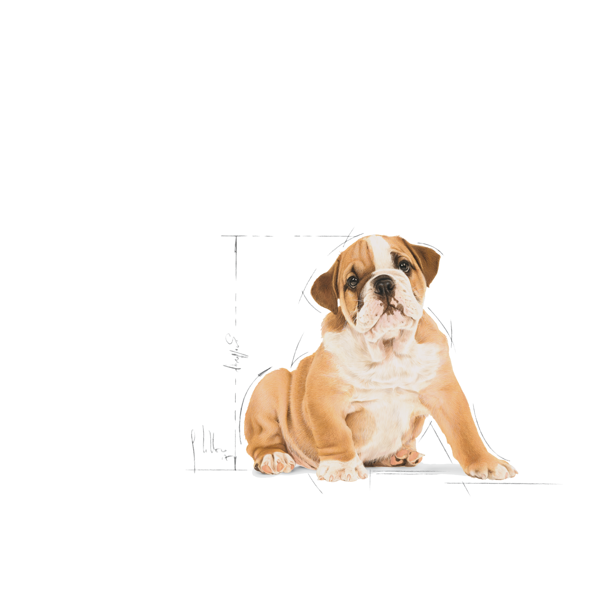 Royal canin bulldog outlet junior 12kg