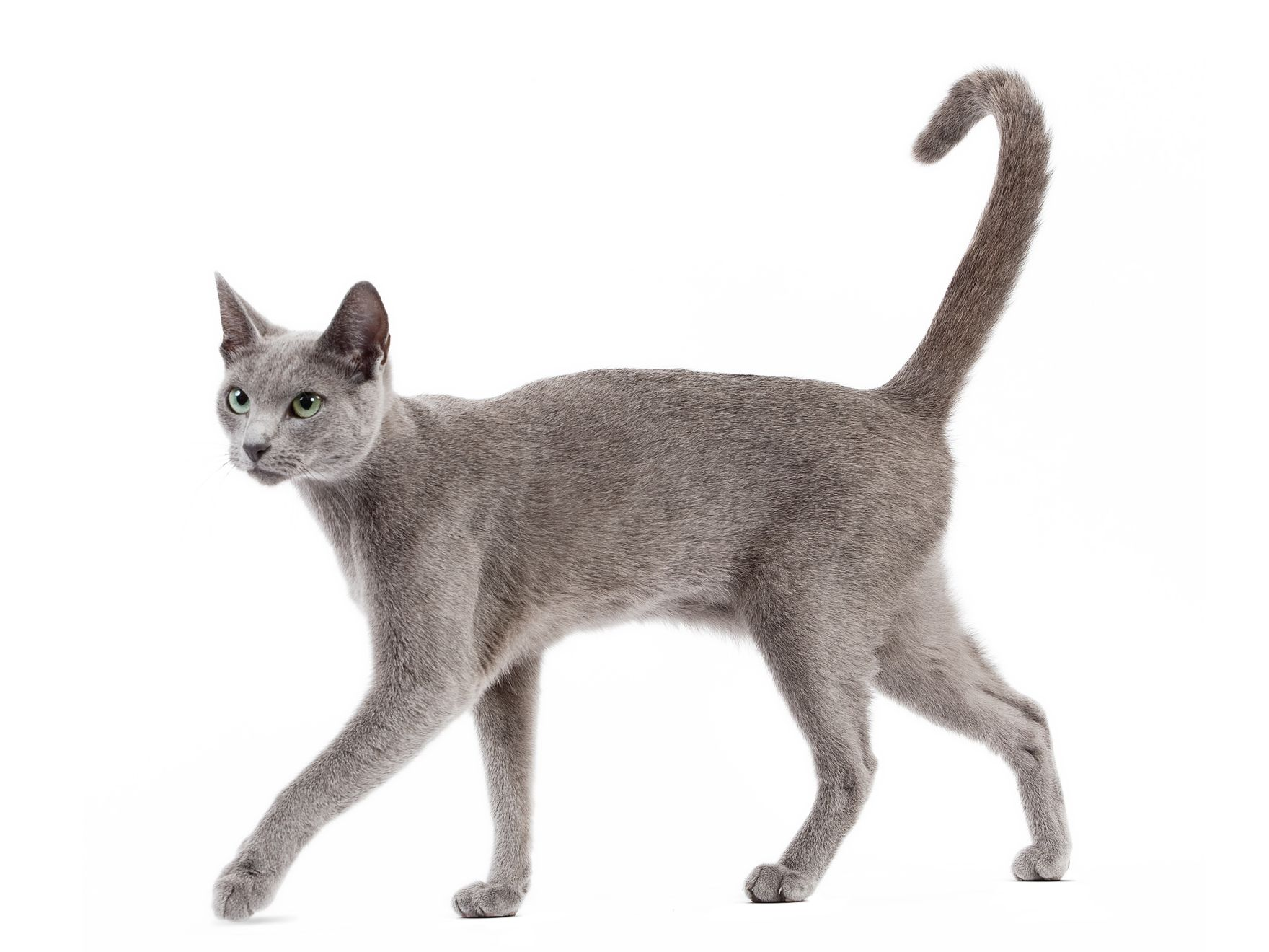 Royal canin outlet russian blue