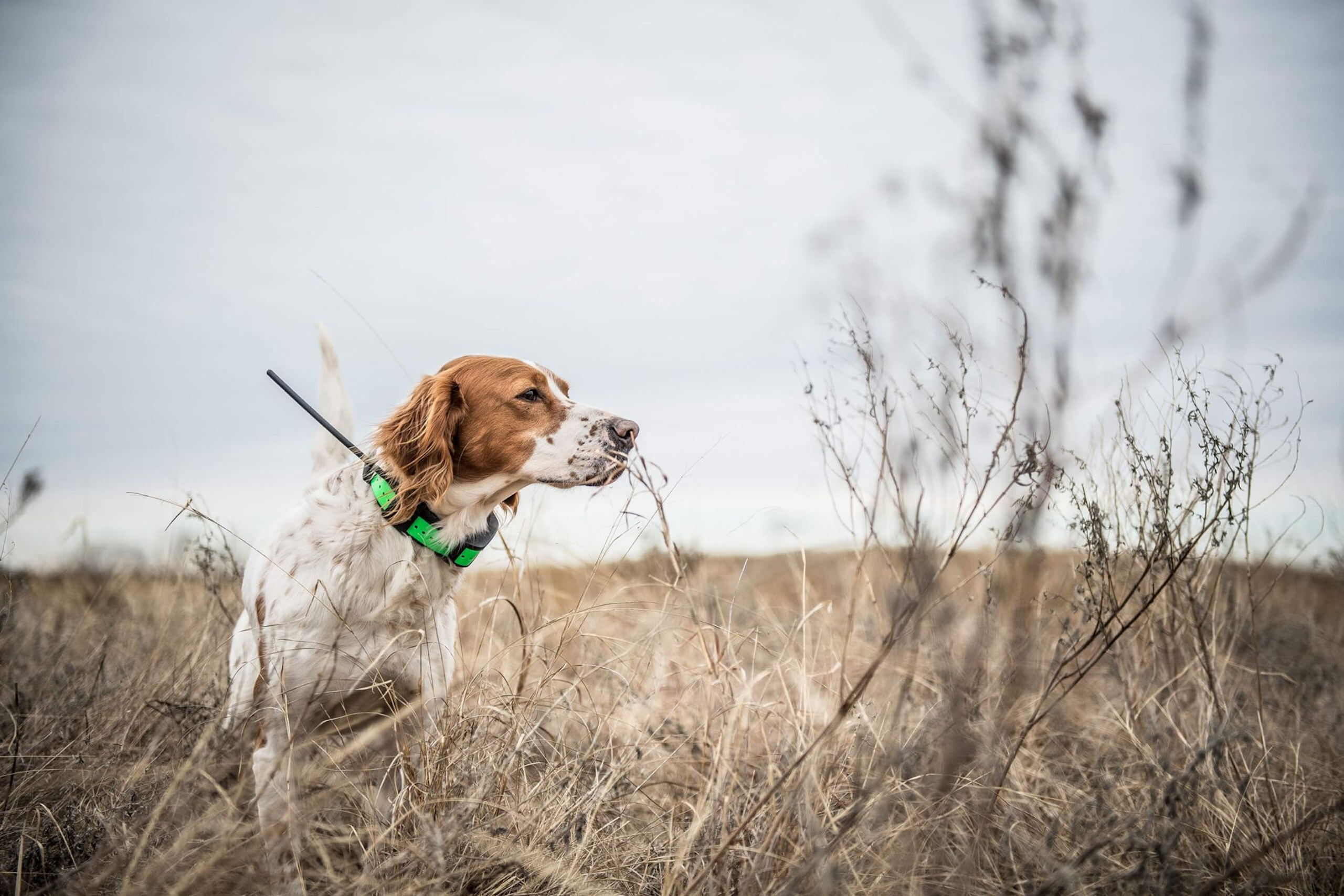 what breeds of dogs point