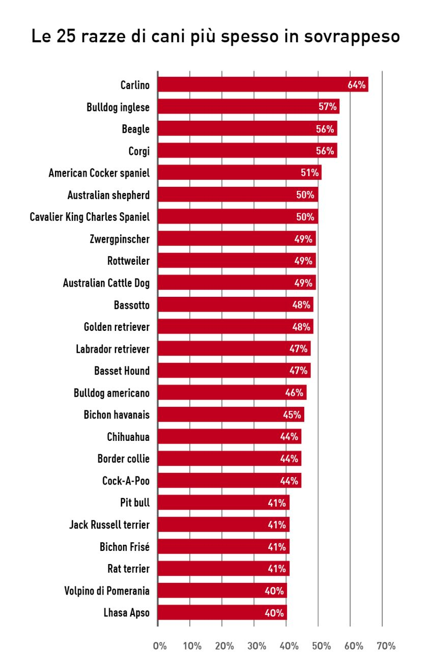 Sebbene la prevalenza del sovrappeso aumentasse in parallelo con la taglia della razza (a), le razze di taglia inferiore erano quelle più spesso colpite (b) e il Carlino era in cima alla lista, con il 64% dei soggetti identificato in sovrappeso
