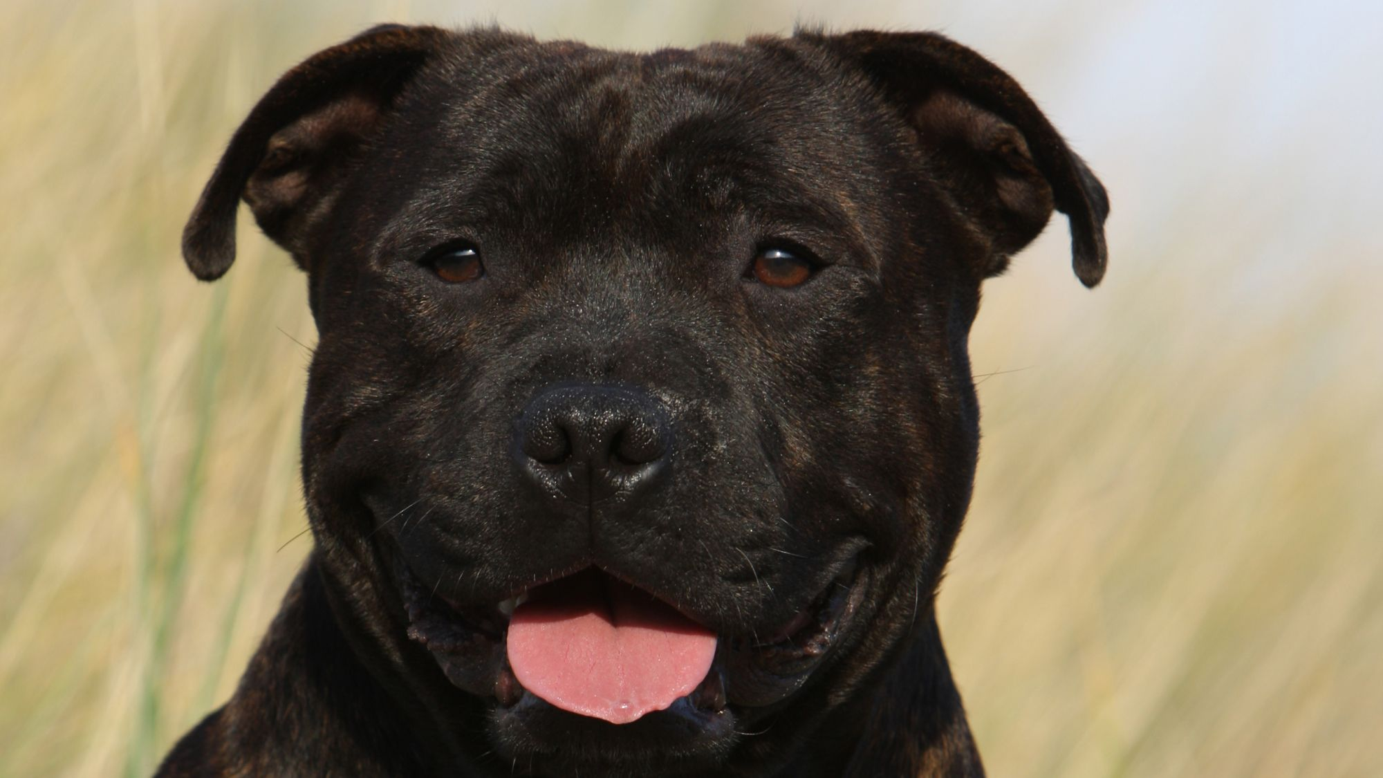 Close-up of a Staffordshire Bull Terrier with its tongue out