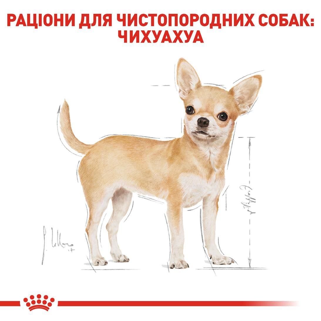 Chihuahua Adult