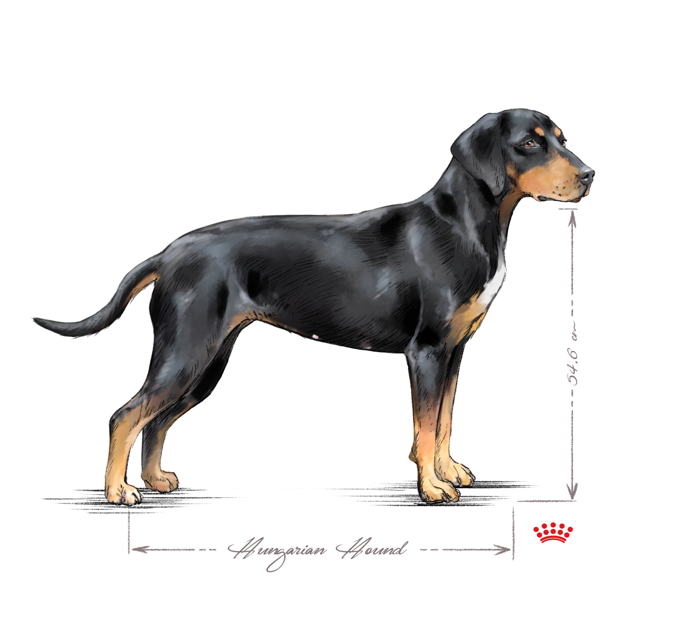 Hungarian Hound adult black and white