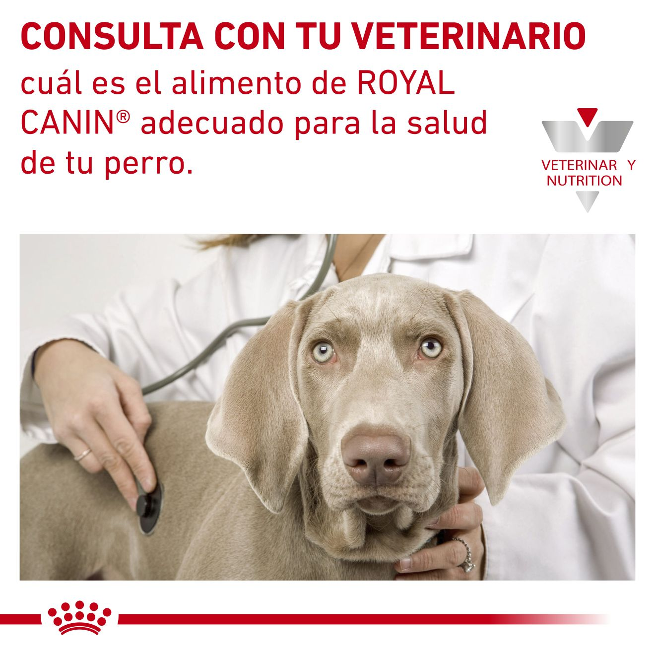 Renal Support E Canine lata