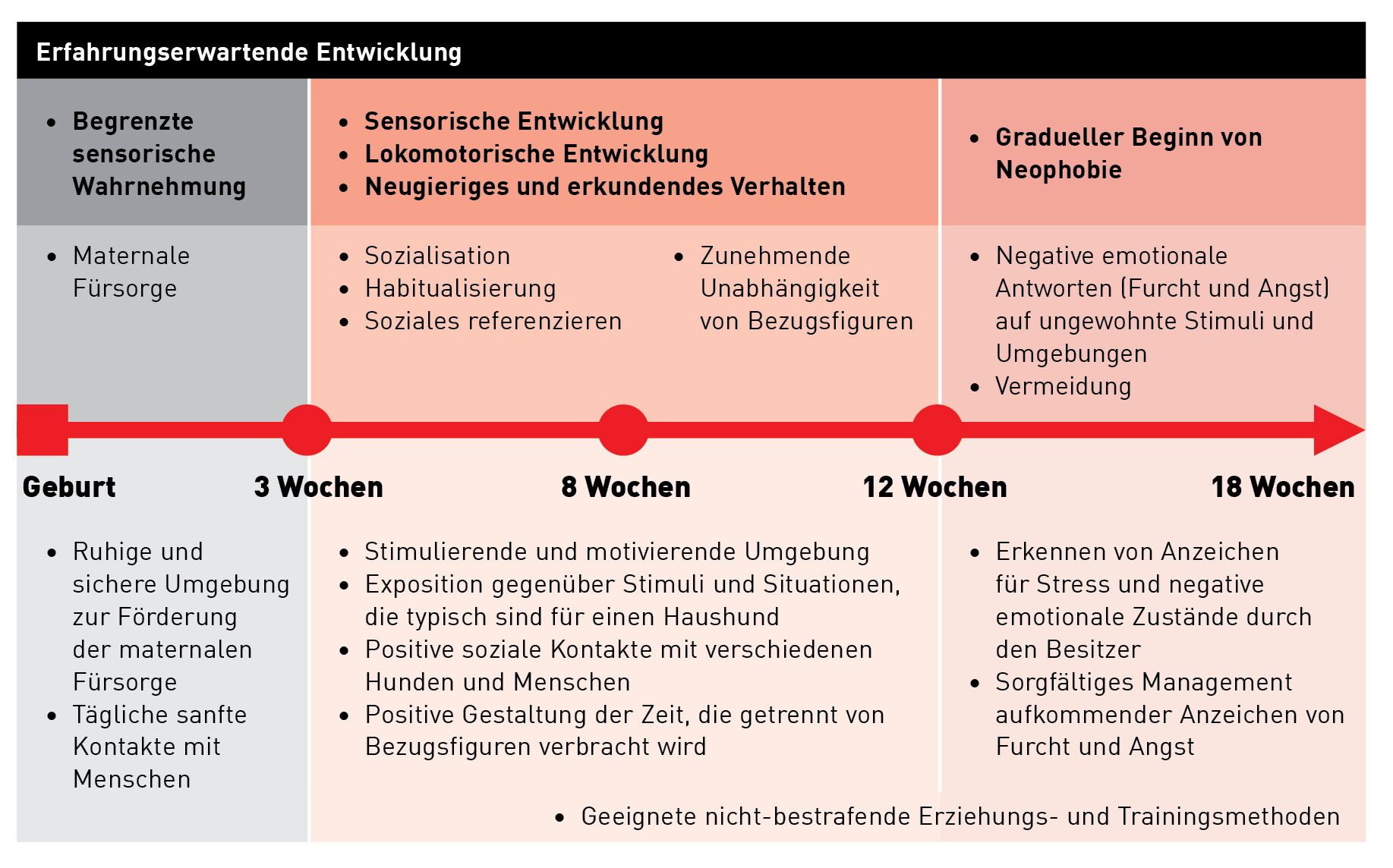 Zeitverlauf der Entwicklungsstadien von Hundewelpen