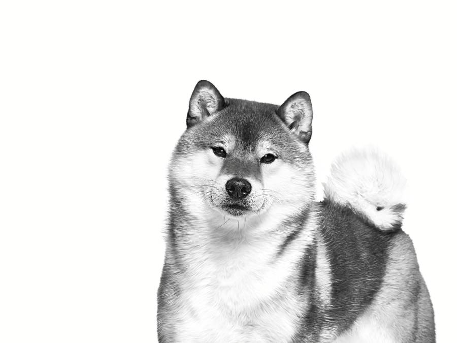 Portrait en noir et blanc d'un shiba inu debout