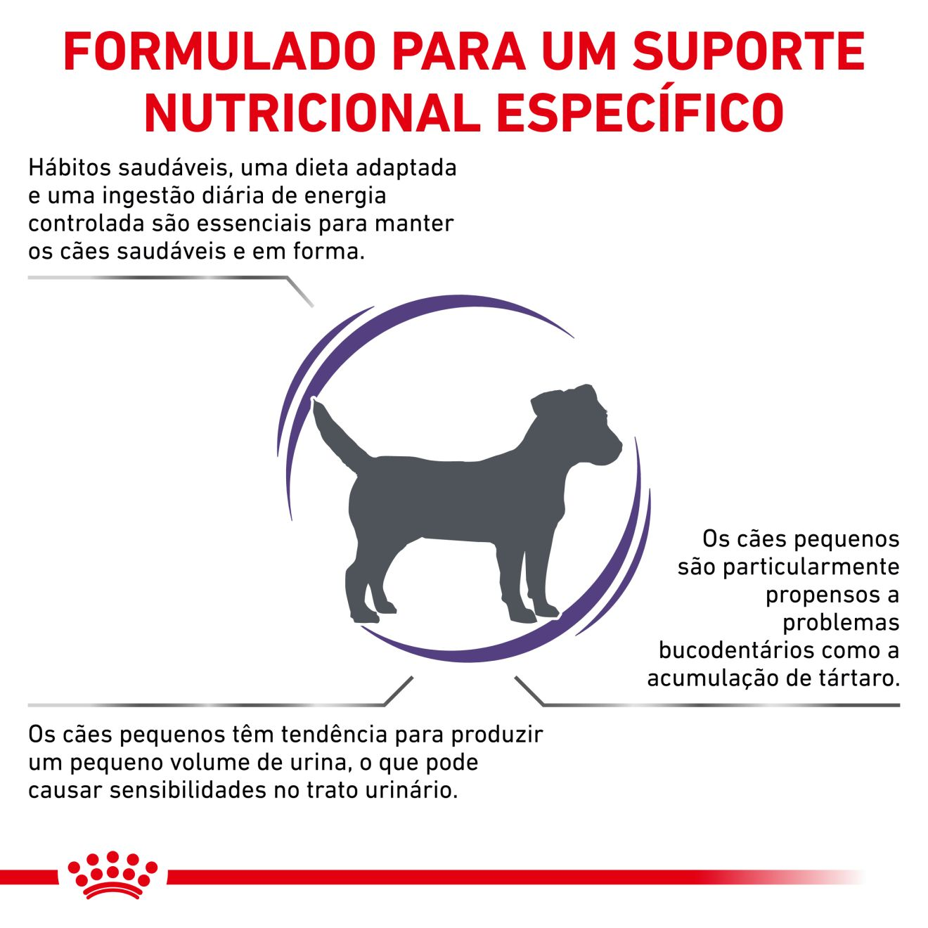 Adult Small Dog