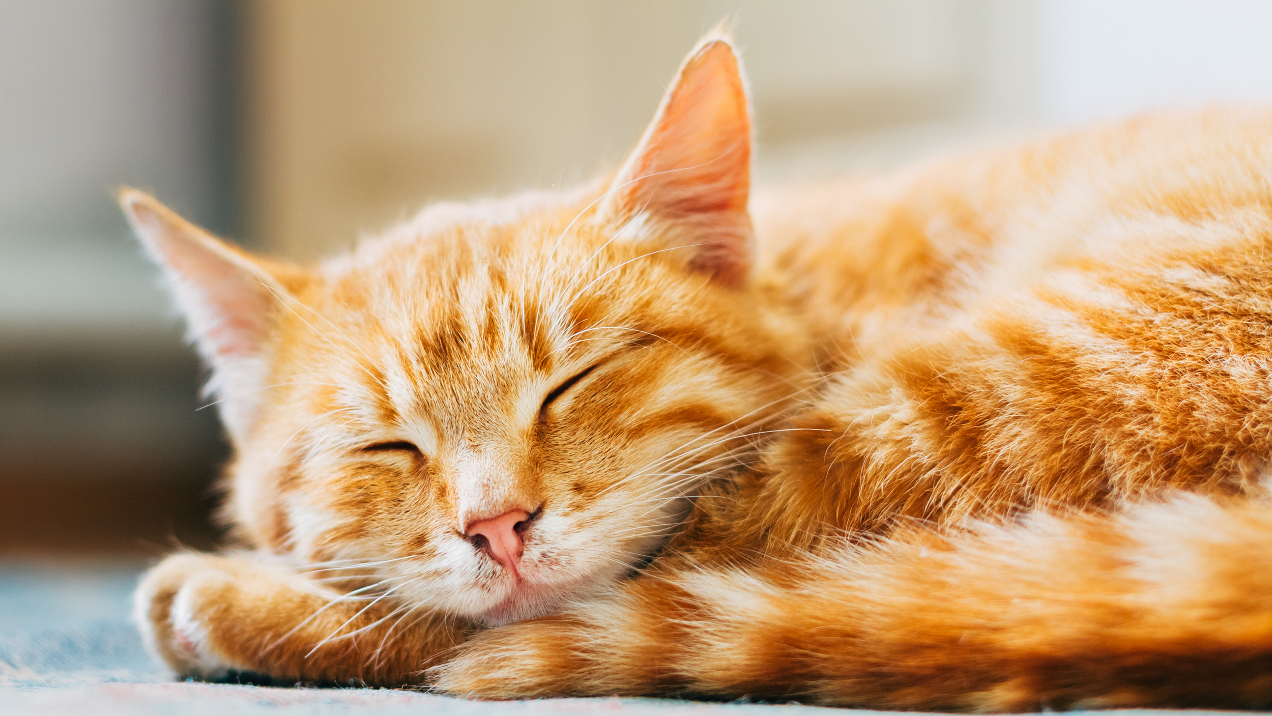 Gato adulto tendido en una mesa de examen mientras un veterinario lo revisa.