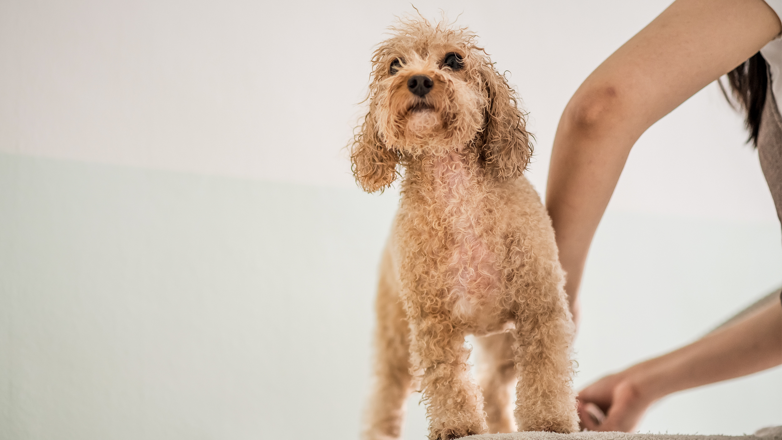 Toy Poodle standing on a towel being brushed by a woman.