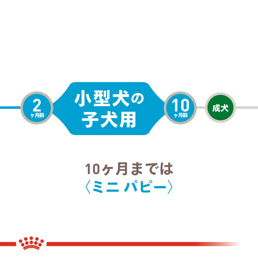 ミニ パピー ウェット