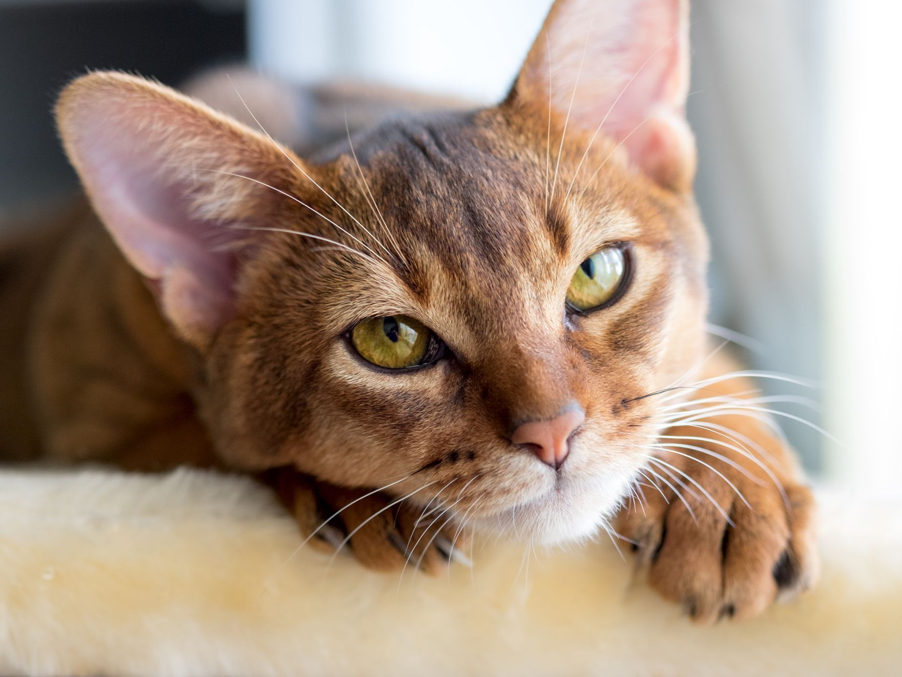 Gato abisinio de raza pura