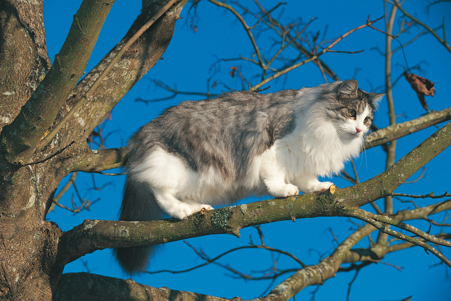 Skogkatt - Норвежская Лесная кошка.