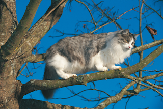 КОШАЧЬЯ ТРЕВОГА И КОШАЧИЙ СТРЕСС КАК ПОМОЧЬ