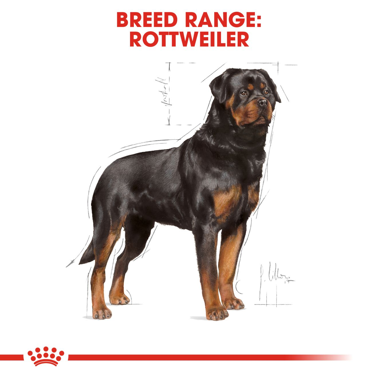 Royal canin shop rottweiler adult 12kg