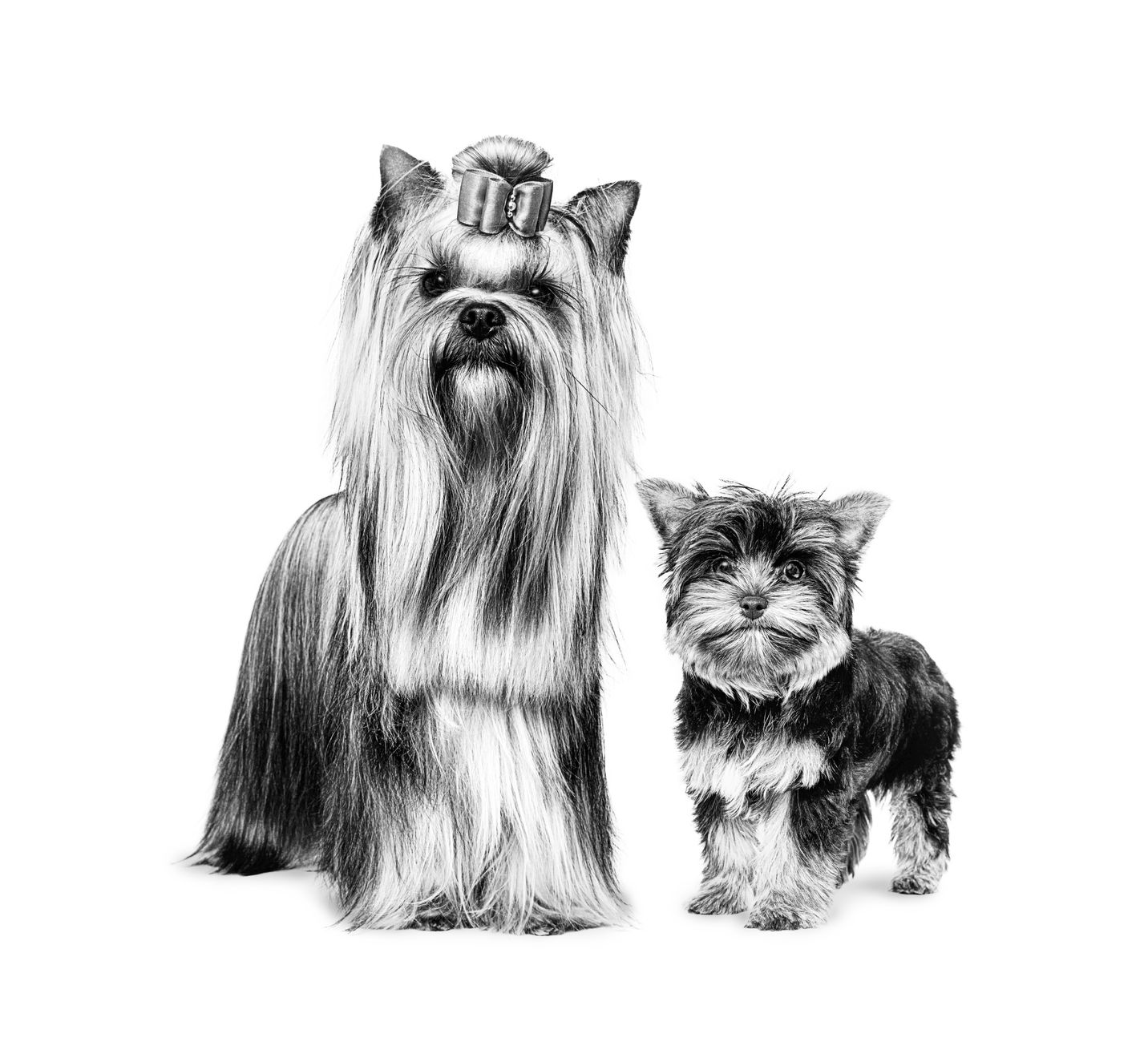 Дорослий собака й цуценя йоркширського тер’єра, що стоять, у відтінках сірого на білому тлі