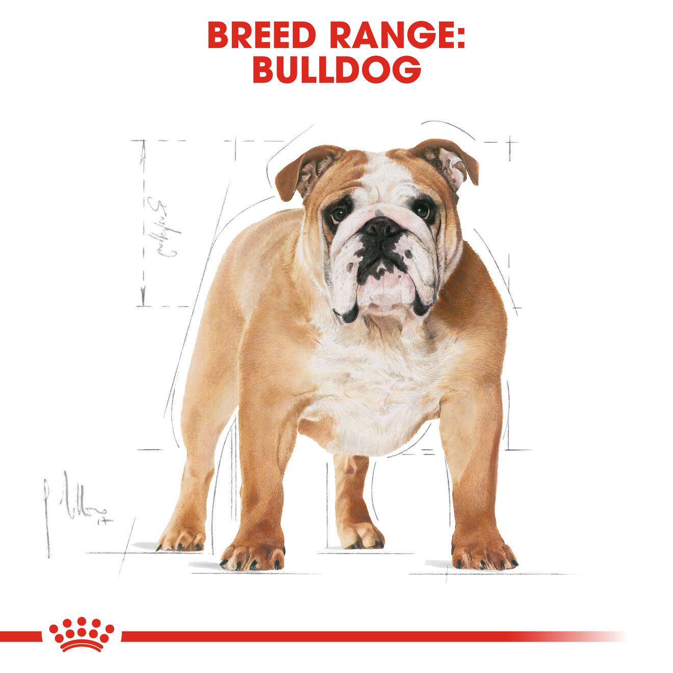 อาหารสุนัขโต พันธุ์บูลด็อก ชนิดเม็ด (BULLDOG ADULT)