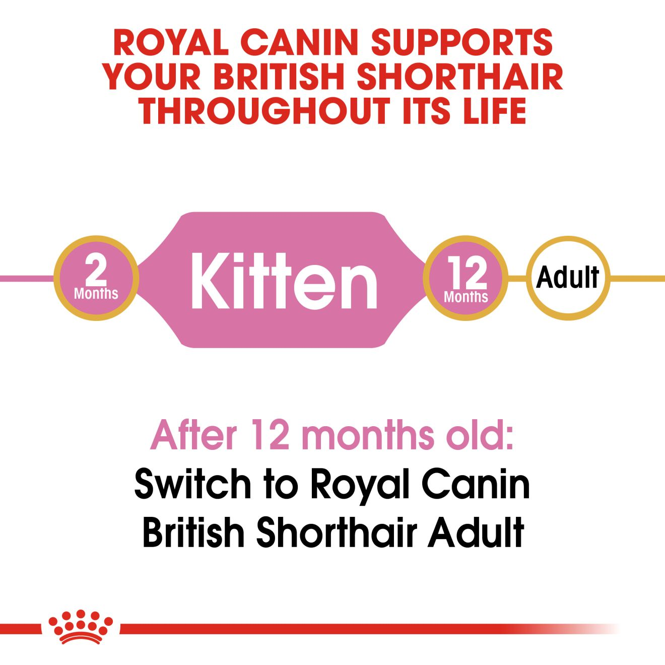 Royal canin british outlet kitten