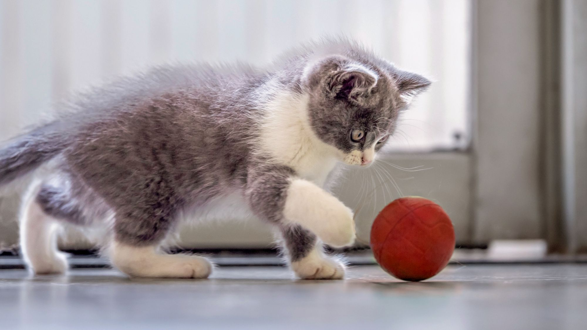 Grey and white kitten playing with a ball indoors next to a window
