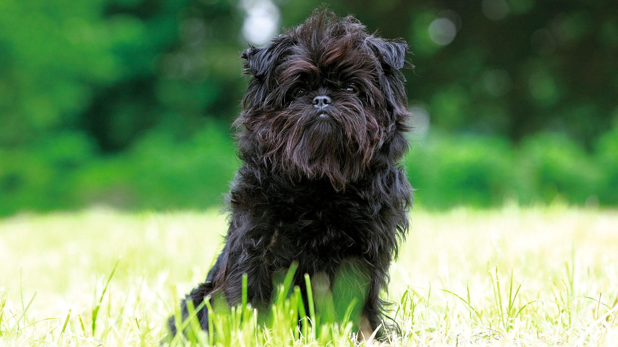 Chinesischer Schopfhund auf einem Feld