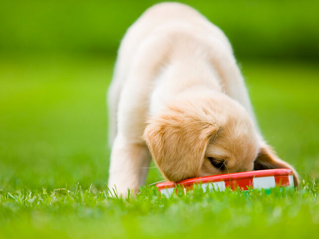 Kitten & Puppy eating in a Royal Canin bowl