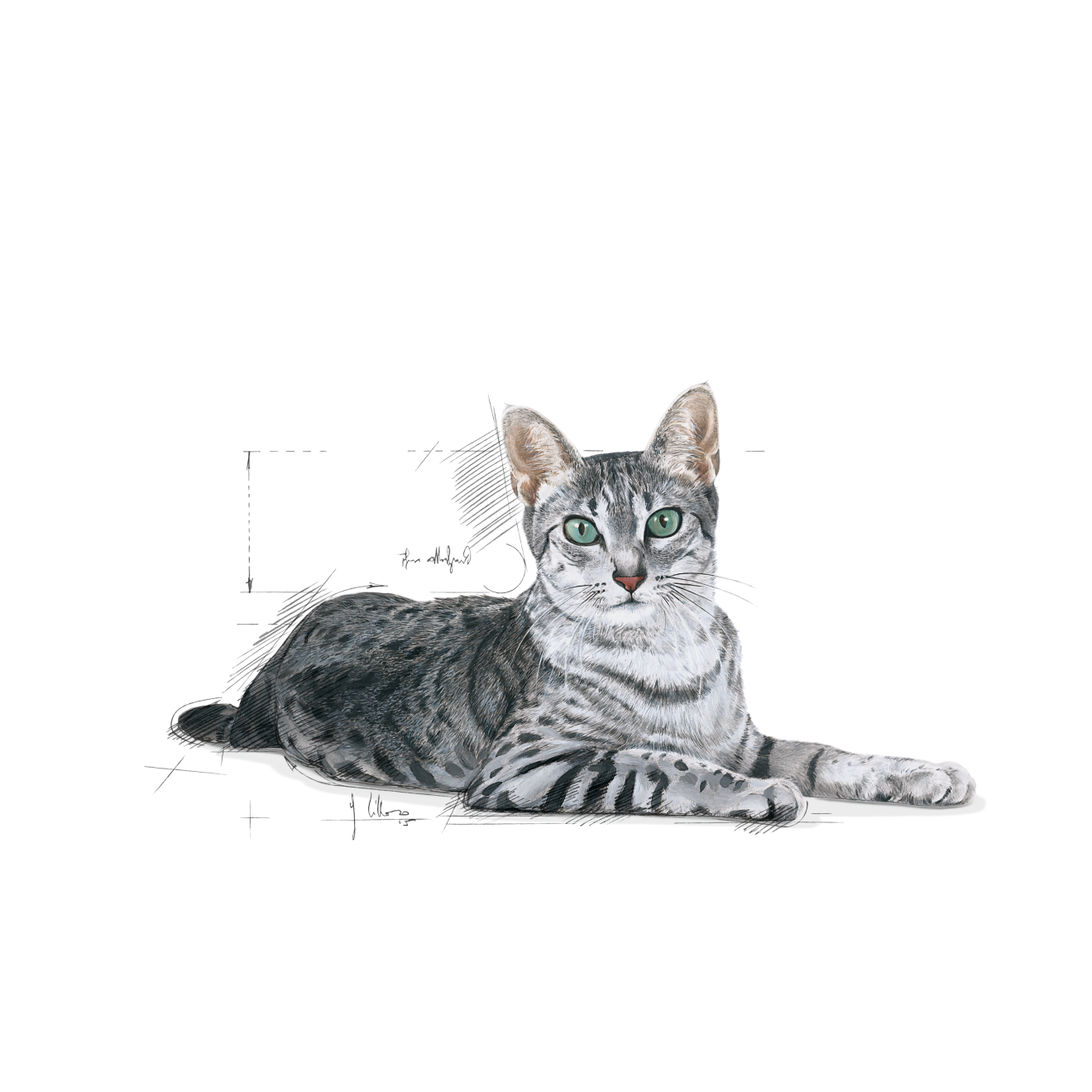 อาหารแมวสูงวัยเลี้ยงในบ้าน ชนิดเม็ด (INDOOR 7+)