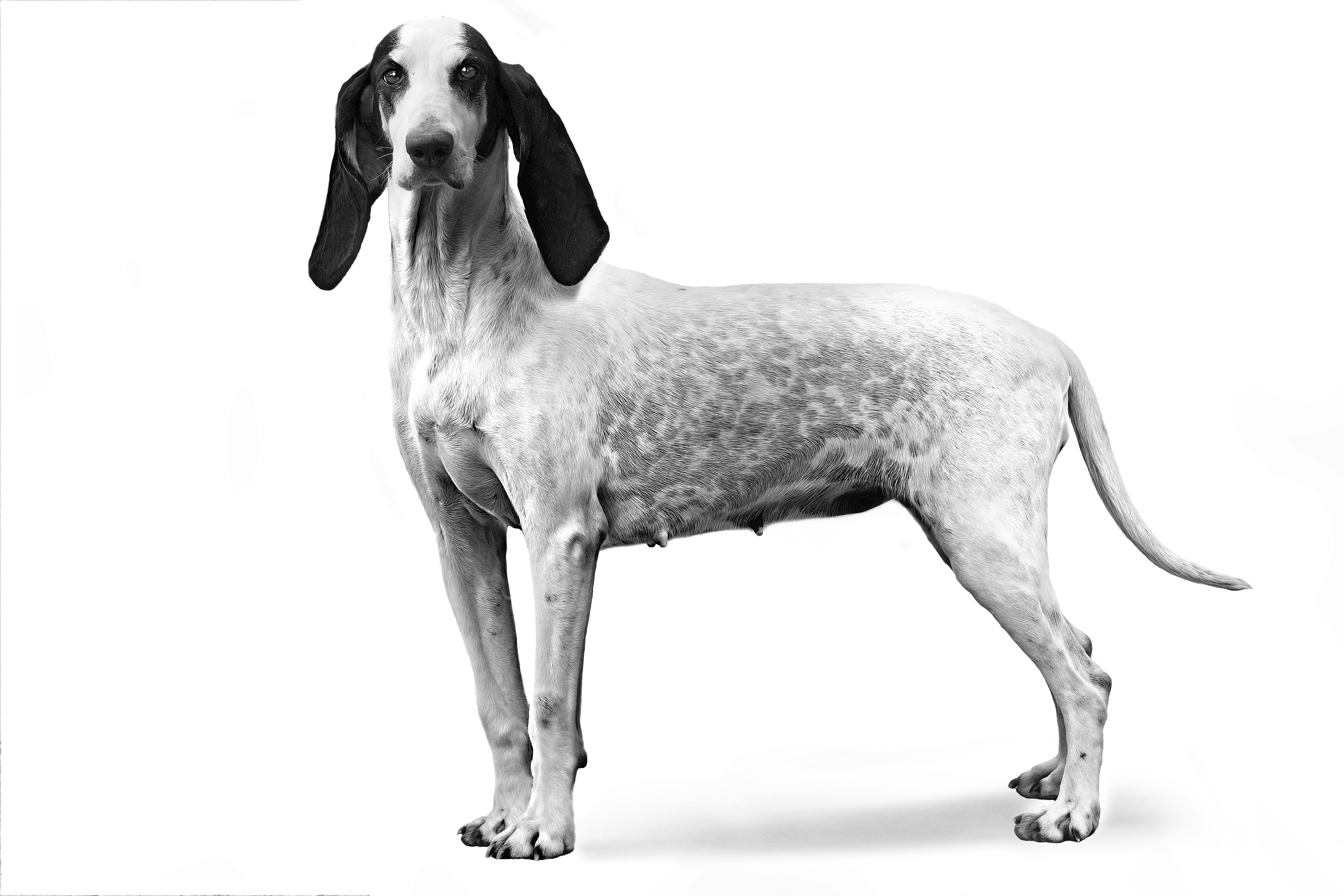 Арьежуа, черно-белое изображение