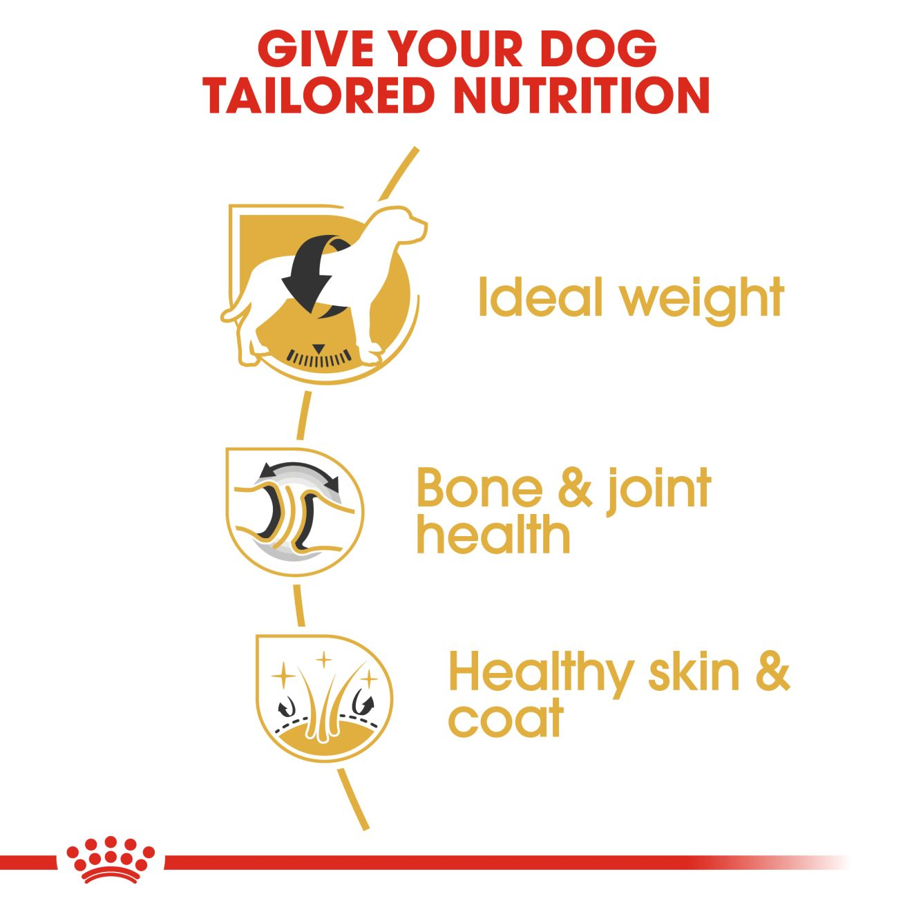 Labrador Retriever Adult – Dog Food | Royal Canin UK