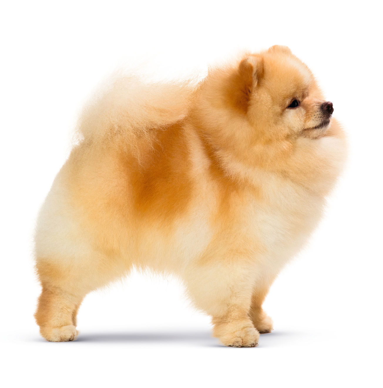 博美犬成犬站姿的黑白照片