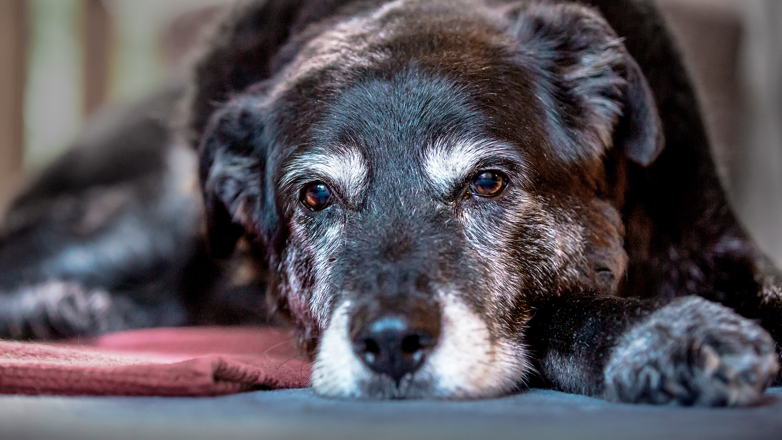 Aldrende hund som ligger innendørs på et rødt teppe.