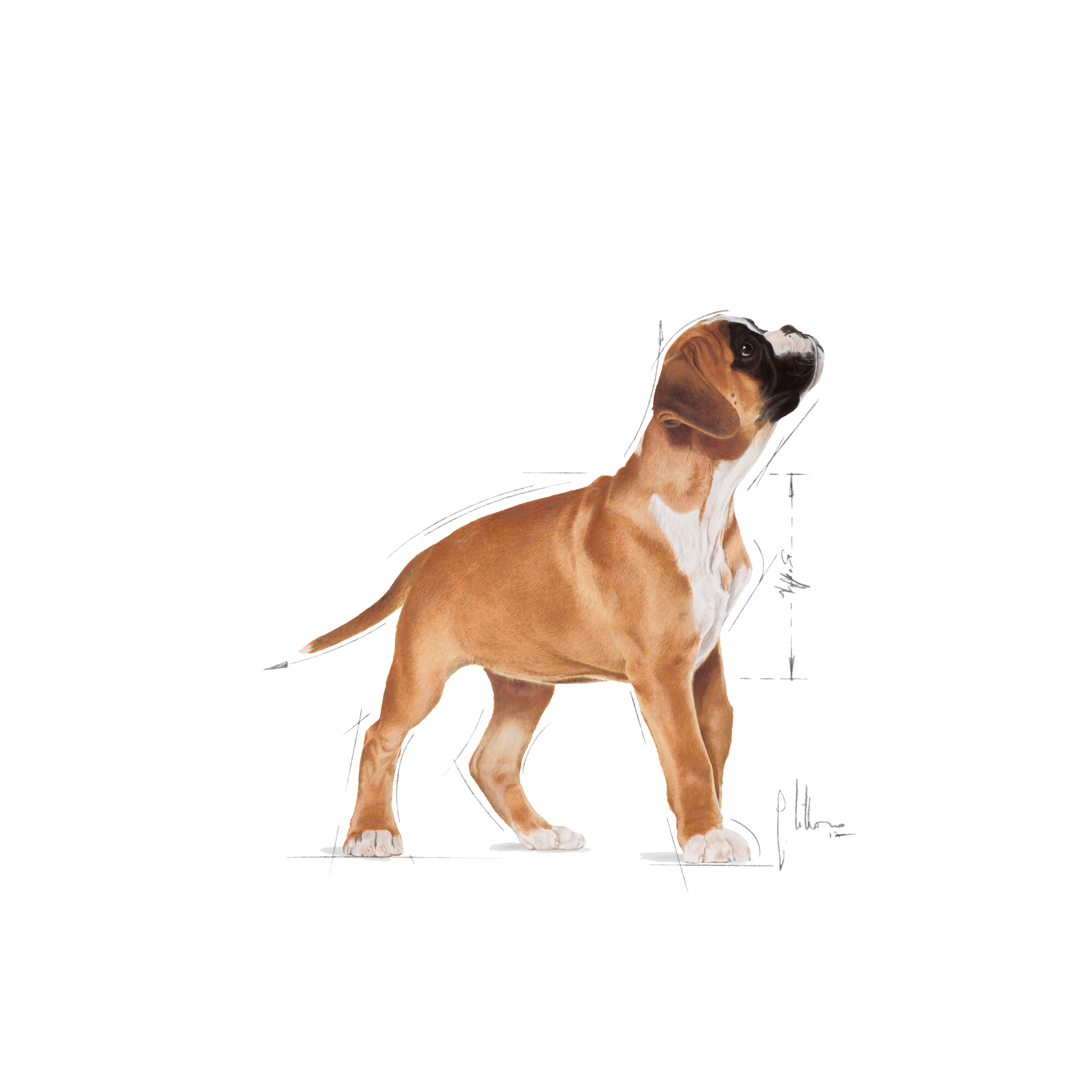 royal canin boxer puppy feeding guide