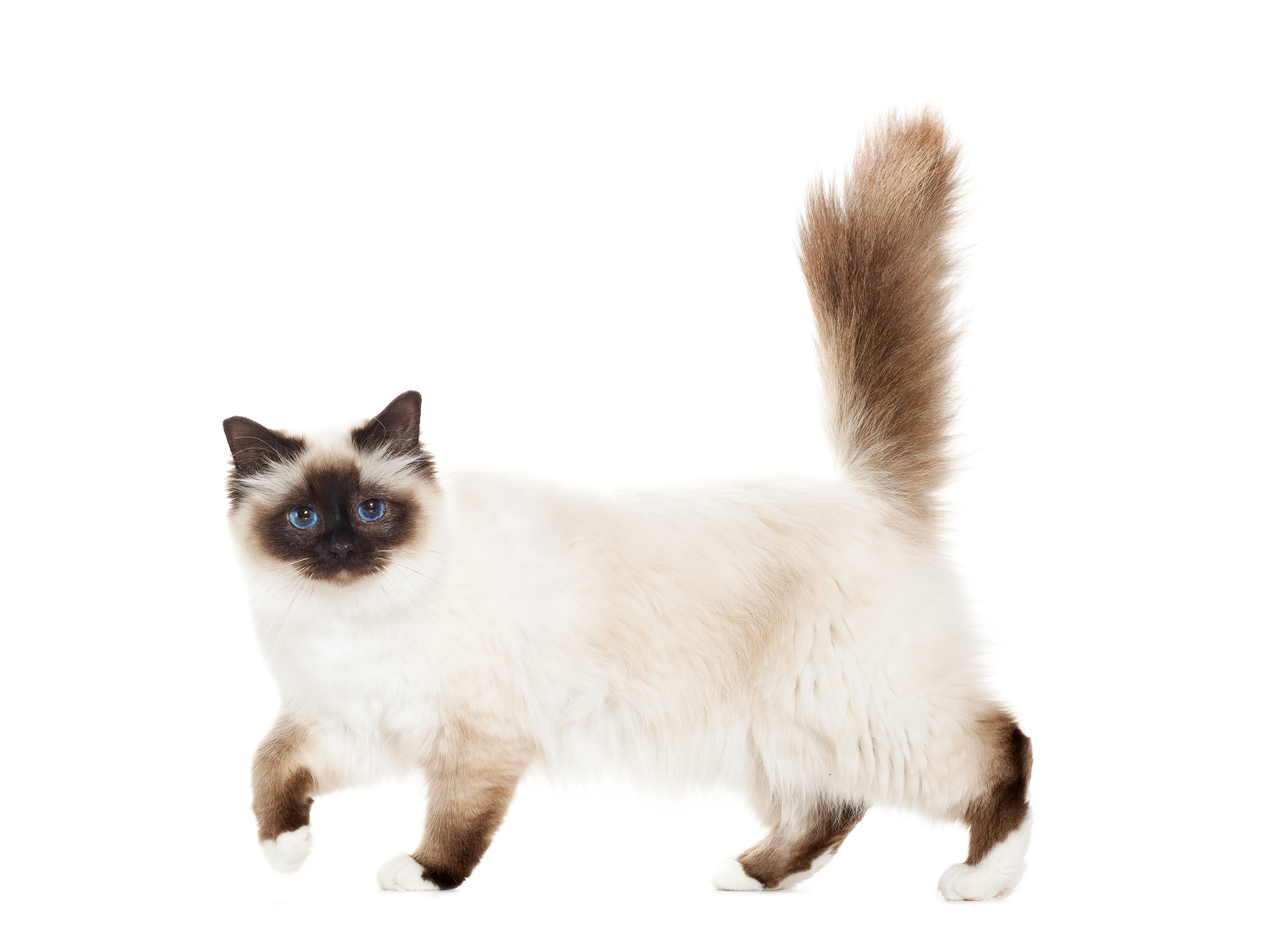 Sacred Birman adult in black and white