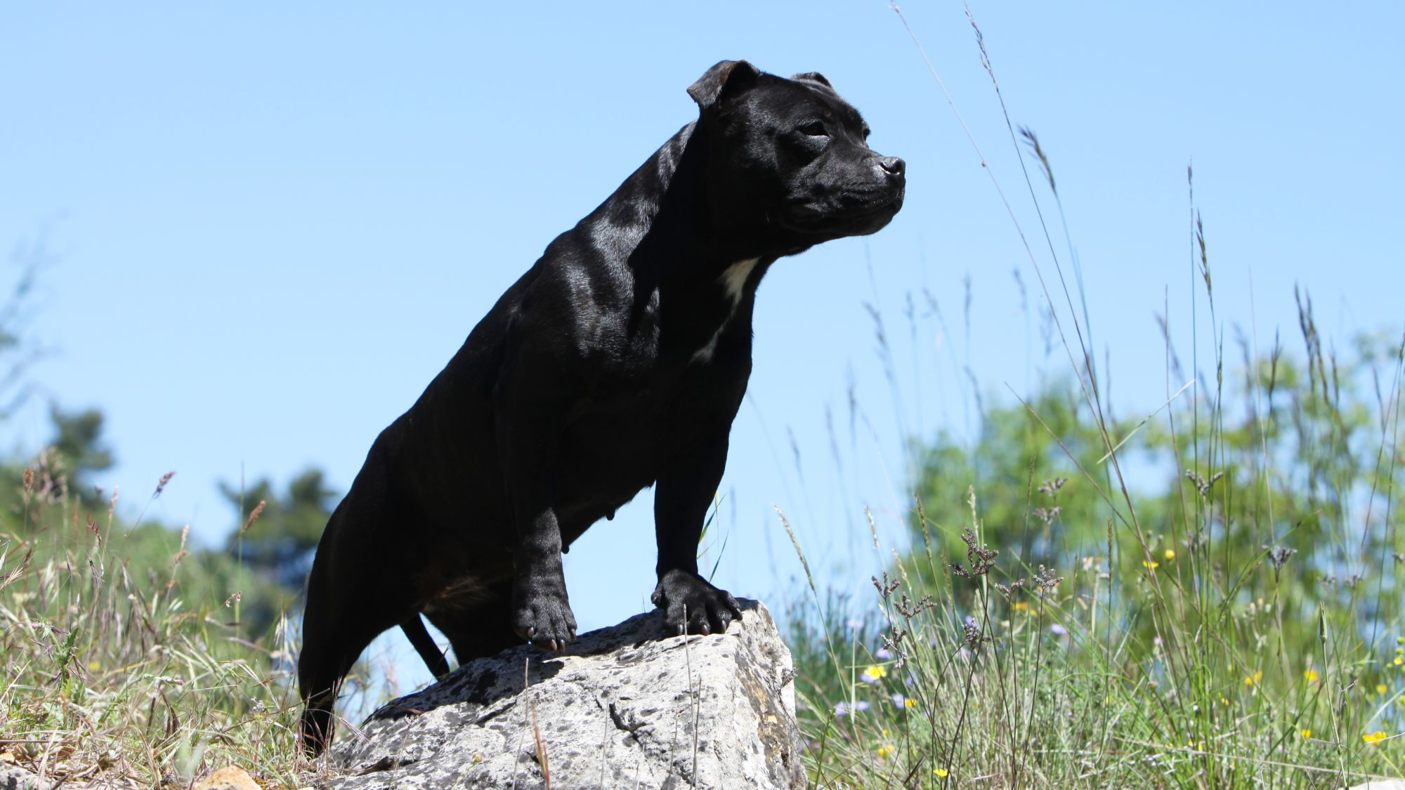 Black Staffordshire Bull Terrier standing on a rock