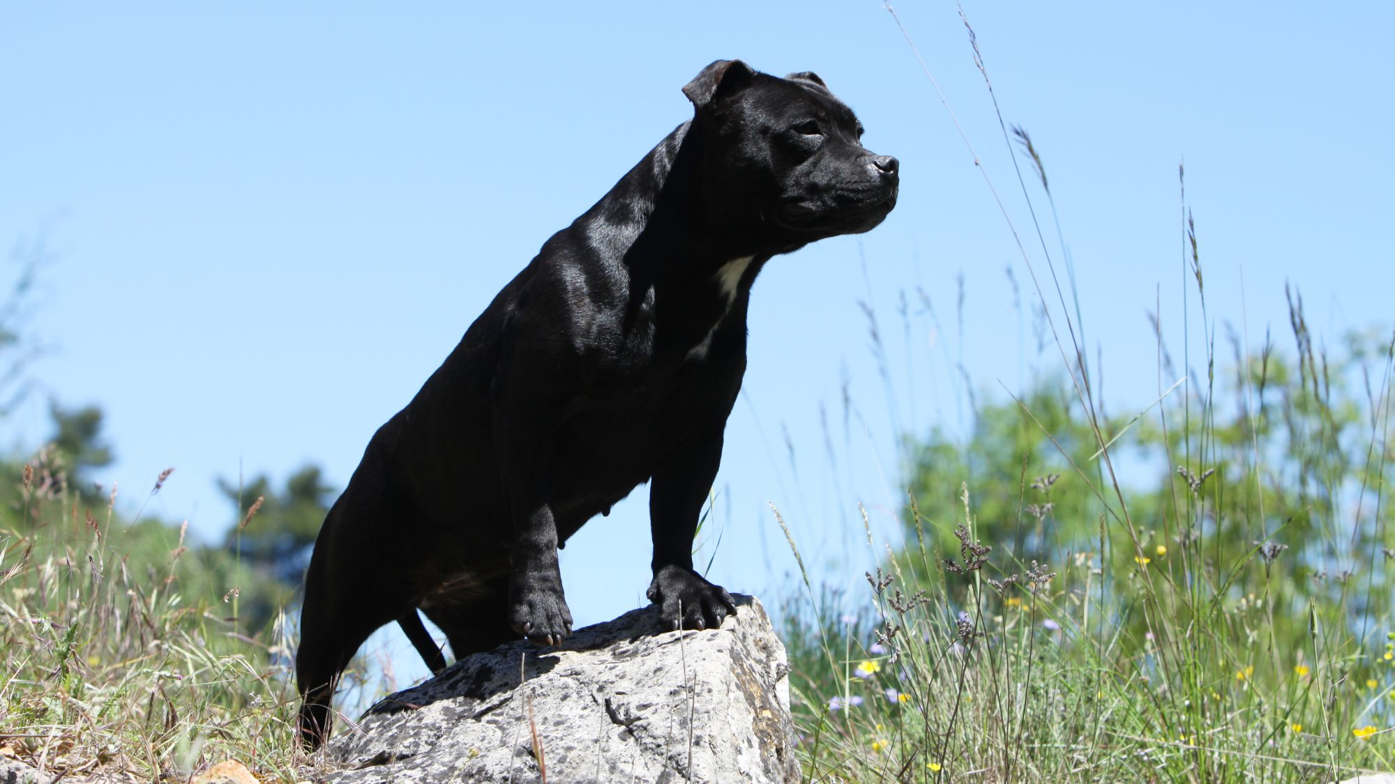 can a staffordshire bull terrier live in malta