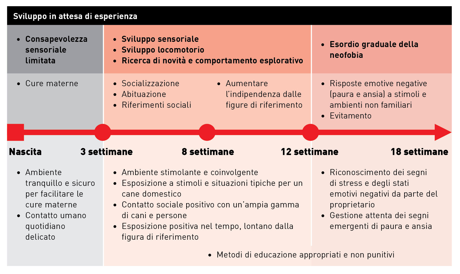 Cronologia delle fasi di sviluppo del cucciolo