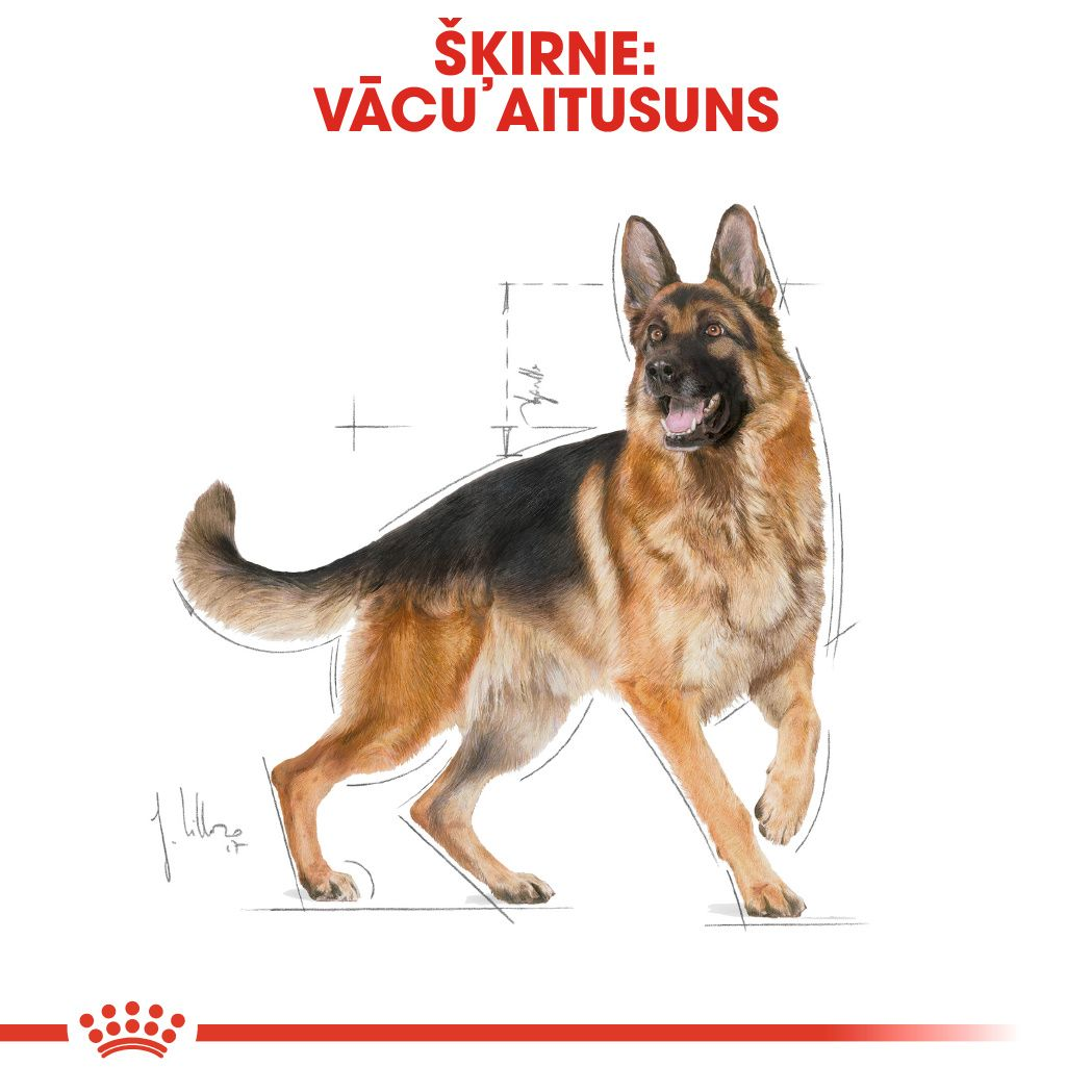 German Shepherd Adult